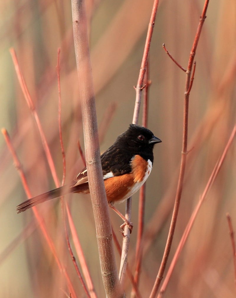 Birdwatching Tours
