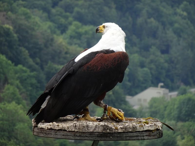 African Fish Eagle