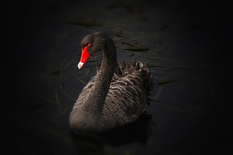 Swan
